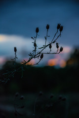 Pflanze vor untergehender Sonne, Naturschutzgebiet Mainz