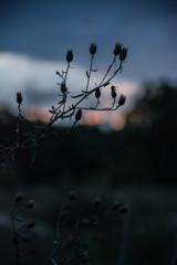 Knospen in einem Naturschutzgebiet in Mainz-Mombach, Deutschland