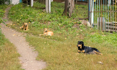 Stray dogs on the grass