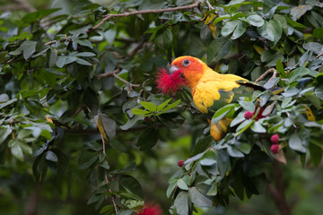 A bright parrot on a tree in jurong birds park