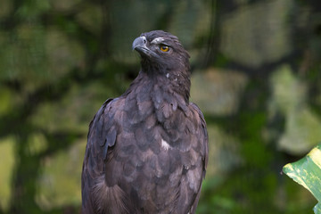 Terrible brown eagle close-up in  jurong birds park