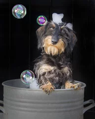Fotobehang puppy bubbel slecht © lietjepietje