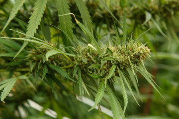 Cannabis flower - Blooming Marijuana plant with early white flowers