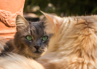 Zwei Katzen im Gespräch miteinander