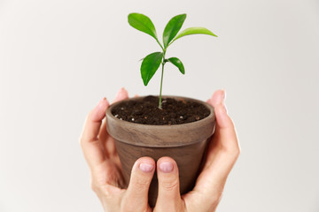 Cropped photo of womans hands holding brown pot with young plant