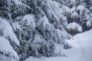 snow-covered branches of the Christmas tree