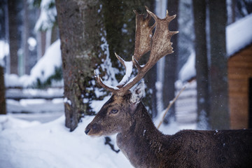 deer in winter. wildlife