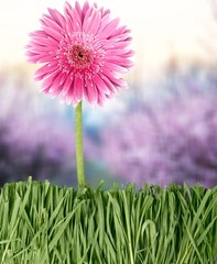 Obraz premium Flower.