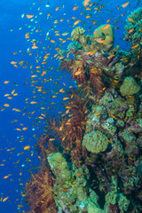 Bunte Korallenlandschaft mit Fahnenbarschen
