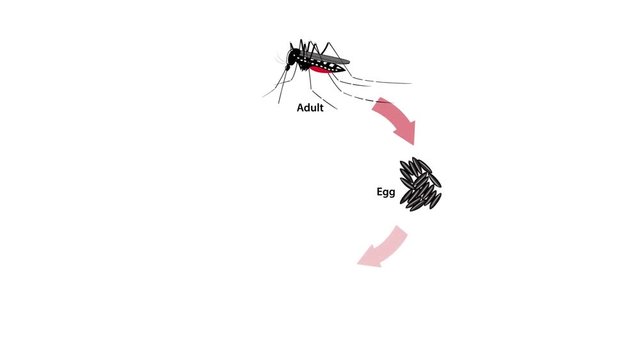 Video animation (with alpha channel) of the life cycle of a tiger mosquito