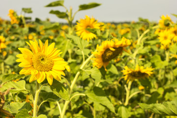 Blooming Sunflowers Field 