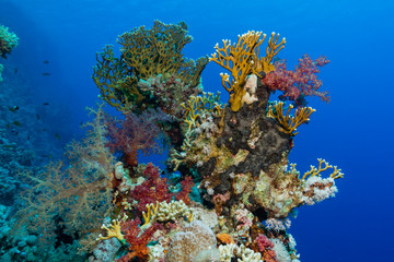 Fototapeta premium Buntes Korallenriff