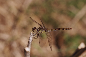 libellule dragonfly