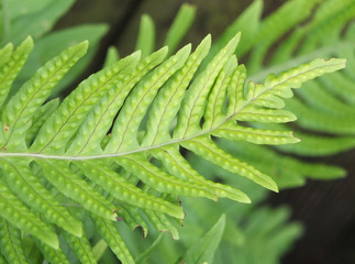 Hard fern in close up with spores developing