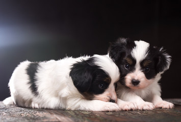 cute puppy of a papillon breed