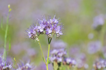 Flower of Lacy Phacelia Tanacetifolia