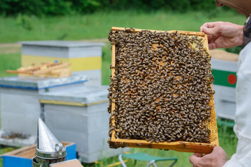 The beekeeper looks at the bee family. Frame with working bees and larvae of bees.