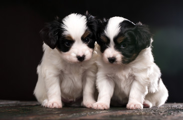 Two little puppies