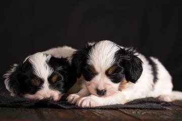 Two sleeping puppies