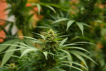 A large green flowering bud on a marijuana plant. Marijuana plant at flowering stage growing outdoor.