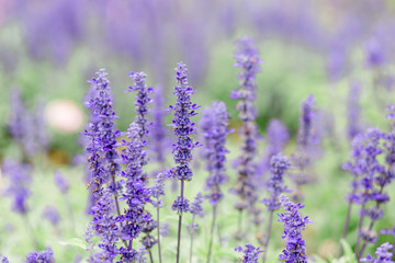 Lavendel im Garten