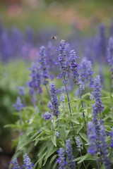 Lavendel mit Biene
