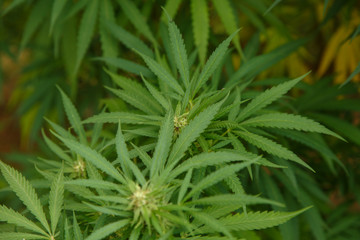 Close-up view of cannabis marijuana plant. Shallow depth of field with selective focus