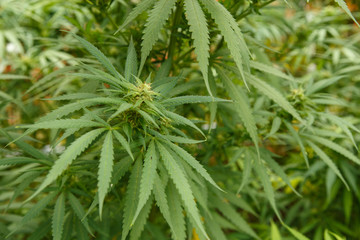 Detailed portrait of Cannabis stalks. These are hemp with lower amount of THC.