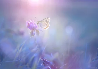 Crédence de cuisine en verre imprimé Papillon Doux papillon exquis sur une fleur de trèfle au printemps en été brille dans les rayons de lumière violette transparente avec une macro floue. Image artistique subtile aérienne raffinée de la nature.