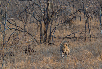 Leopards of Sabi Sand game reserve, South Africa