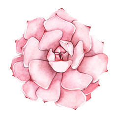 Succulent isolated on a white background. Watercolor hand drawn illustration.