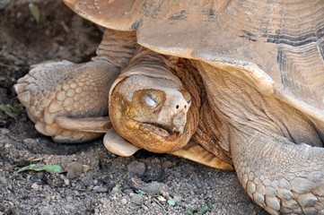 Obraz premium Giant tortoise sleeping in the shade under a rock