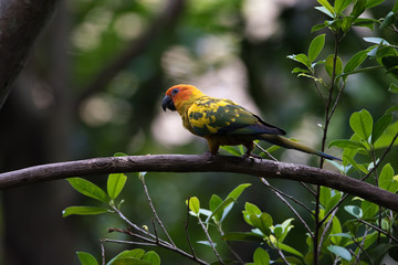 A bright parrot on a tree in jurong birds park