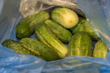 plenty of cucumbers in blue plastic bag