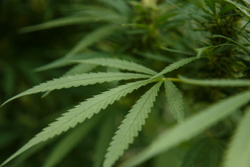 Naklejka na ściany i meble Close-up view of cannabis marijuana plant. Shallow depth of field with selective focus
