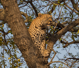 Fototapeta na wymiar Leopards of Sabi Sand game reserve, South Africa