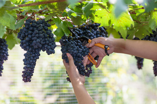 Farmer harvesting black grapes on tree.
