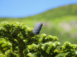 オオシラビソの球果