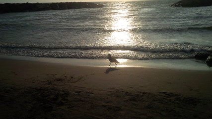 gabbiano che cammina sulla riva del mare al tramonto