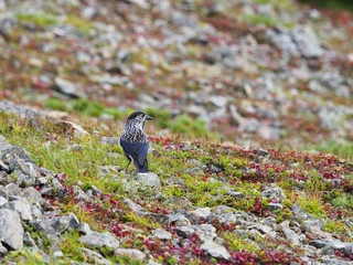 Obraz premium ホシガラスと草紅葉