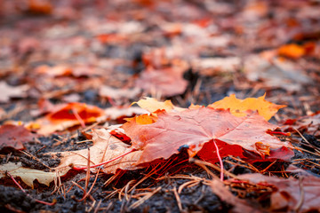 Colorful autumn leaves