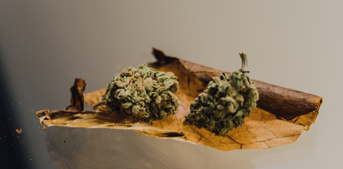 weed blunt close-up..two buds of marijuana lying on a cigarette sheet - obrazy, fototapety, plakaty