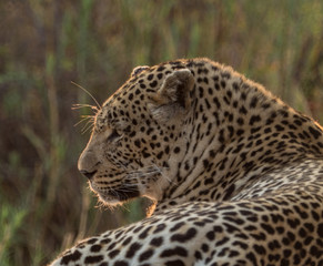 Plakat Leopards of Sabi Sand game reserve, South Africa