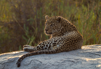 Leopards of Sabi Sand game reserve, South Africa