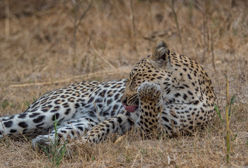 Leopards of Sabi Sand game reserve, South Africa
