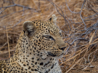 Leopards of Sabi Sand game reserve, South Africa
