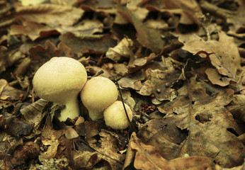 Forest mushrooms