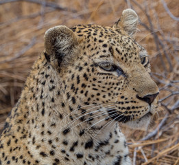 Leopards of Sabi Sand game reserve, South Africa