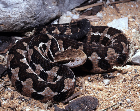 Goodman's montane pit viper, Cerrophidion godmani, is a minor representative of the rattlesnake