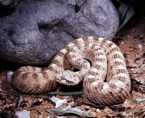 Sonoran Desert sidewinder, Crotalus cerastes cercobombus, desert rattlesnake with roses above the eyes